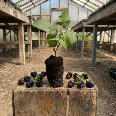 Cheyenne, Blackberry Plant - 12 Plants image number null